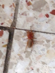 Dysdera crocata