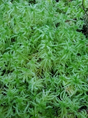 Sphagnum squarrosum