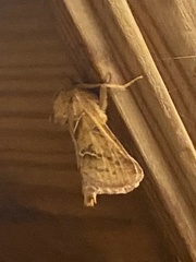 Triodia sylvina