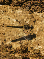 Brachythemis leucosticta