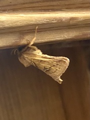 Triodia sylvina