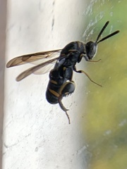 Leucospis