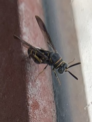 Leucospis