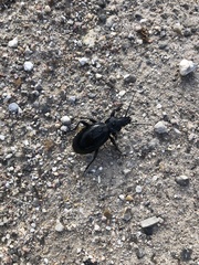 Carabus coriaceus