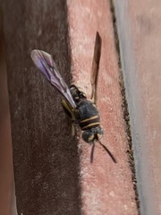 Leucospis