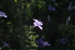 Barleria obtusa