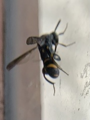 Leucospis