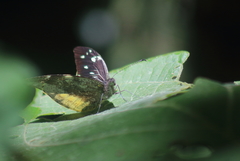 Lieinix nemesis atthis