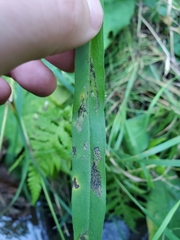 Insecta