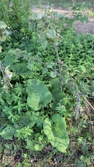 Arctium lappa