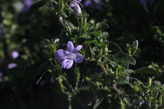 Barleria obtusa