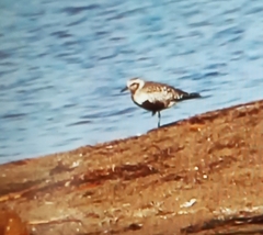 Pluvialis squatarola