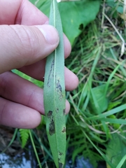 Insecta