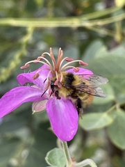Bombus centralis