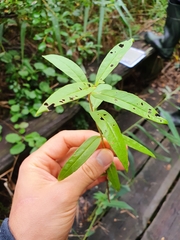 Lysimachia thyrsiflora