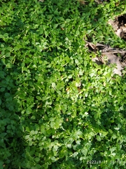 Callitriche