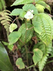 Begonia hirtella