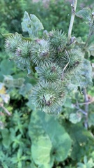 Arctium lappa