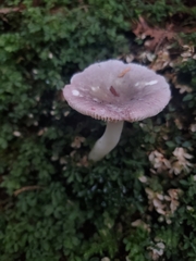 Russula fragilis