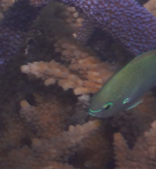 Chromis atripectoralis