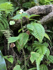 Begonia hirtella