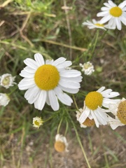 Tripleurospermum