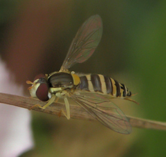 Sphaerophoria scripta