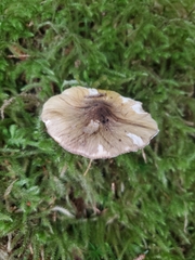 Tricholoma subsejunctum