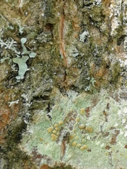 Lecanora symmicta