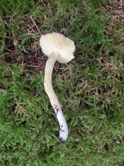 Tricholoma subsejunctum