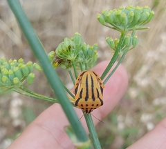 Graphosoma semipunctatum