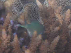 Chromis atripectoralis