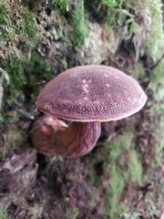 Aureoboletus mirabilis