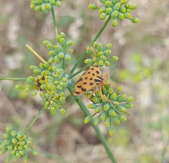 Graphosoma semipunctatum