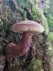 Aureoboletus mirabilis