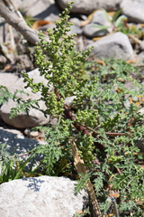 Ambrosiinae