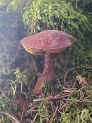 Aureoboletus mirabilis