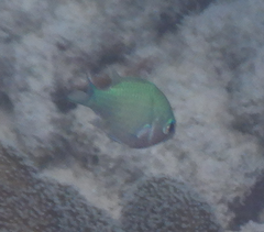 Chromis viridis