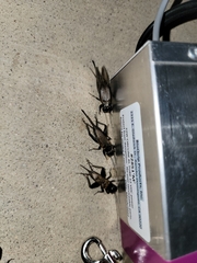 Gryllus