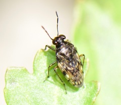 Saldidae