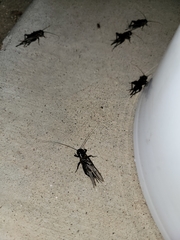 Gryllus