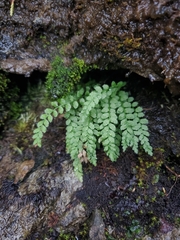 Asplenium viride