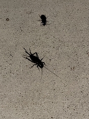 Gryllus