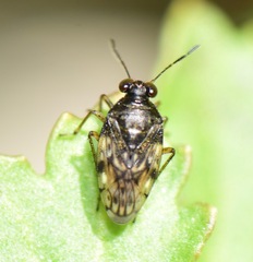 Saldidae