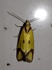 Agapeta zoegana