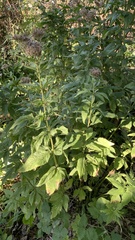 Eupatorium cannabinum