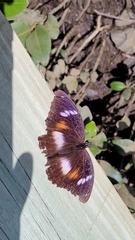 Hypolimnas bolina nerina