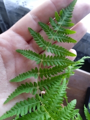 Thelypteris palustris