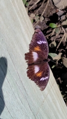 Hypolimnas bolina nerina