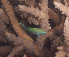 Chromis atripectoralis